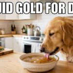 A golden retriever happily drinking homemade bone broth from a ceramic bowl.