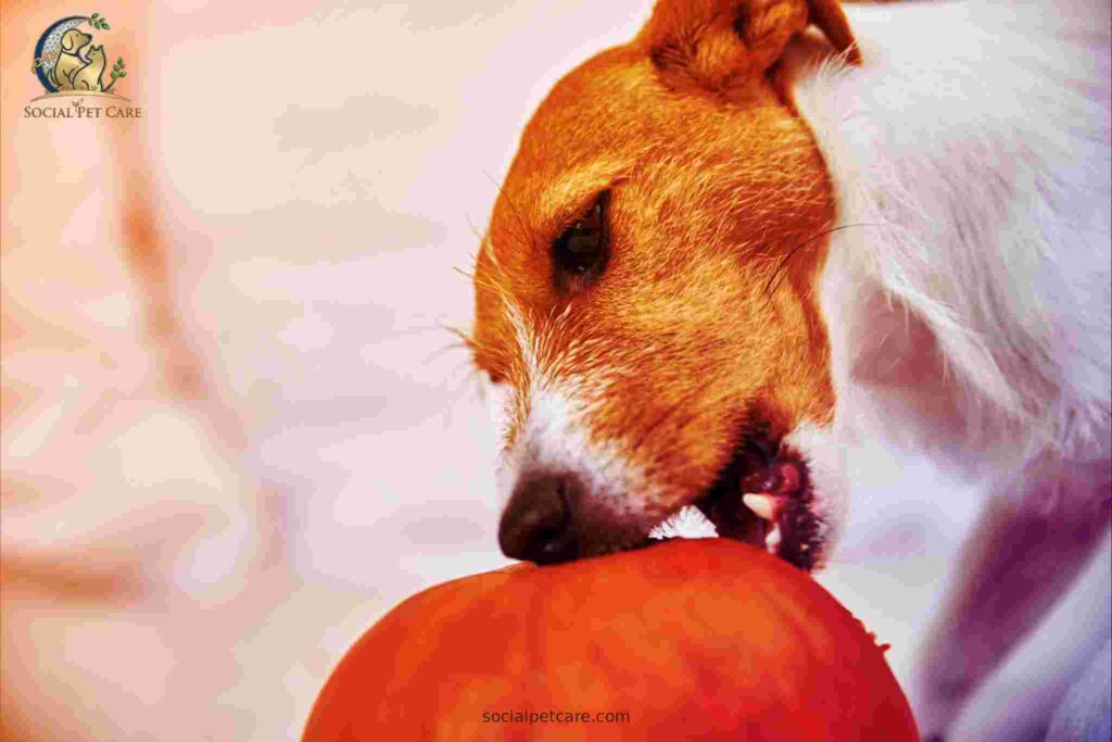 An informational graphic detailing the correct pumpkin dosage for canine constipation relief.