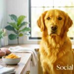 Wondering if is sweet potato good for dogs with diarrhea? Learn how to safely prepare this high-fiber food to soothe your dog's upset stomach fast.